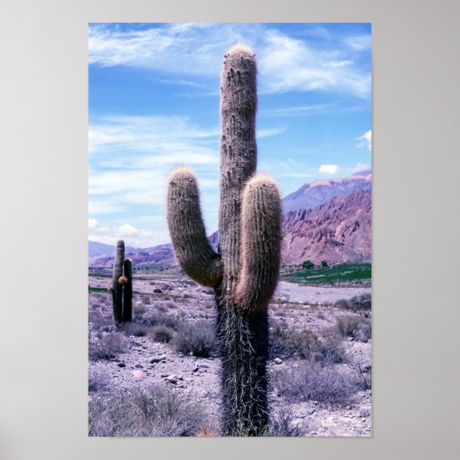 Affiche Cactus dans la province de Jujuy - Nord de l'Argen (Devant)