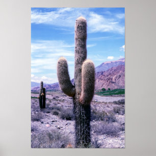 Affiche Cactus dans la province de Jujuy - Nord de l'Argen