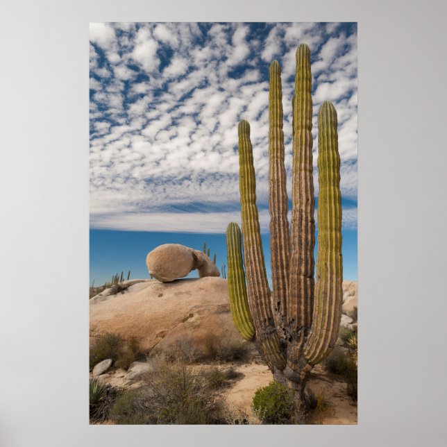 Affiche Cactus dans un paysage désertique (Devant)