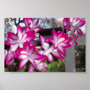 Affiche Cactus de Noël