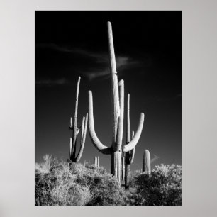 Affiche Cactus de Saguaro