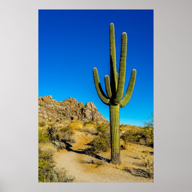 Affiche Cactus debout (Devant)