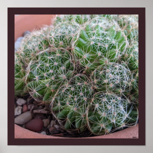 Affiche Cactus du désert