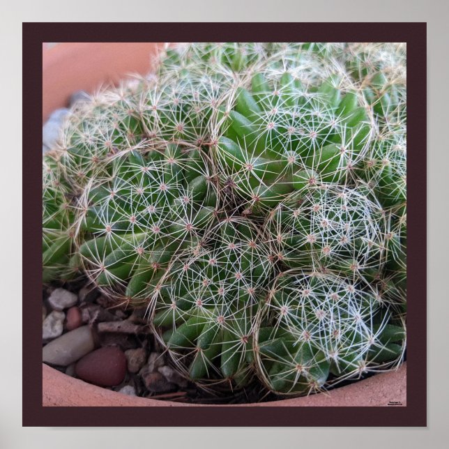 Affiche Cactus du désert (Devant)