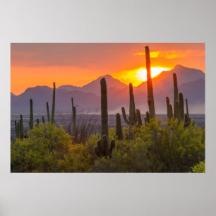 Affiche Cactus du désert au coucher du soleil, Arizona