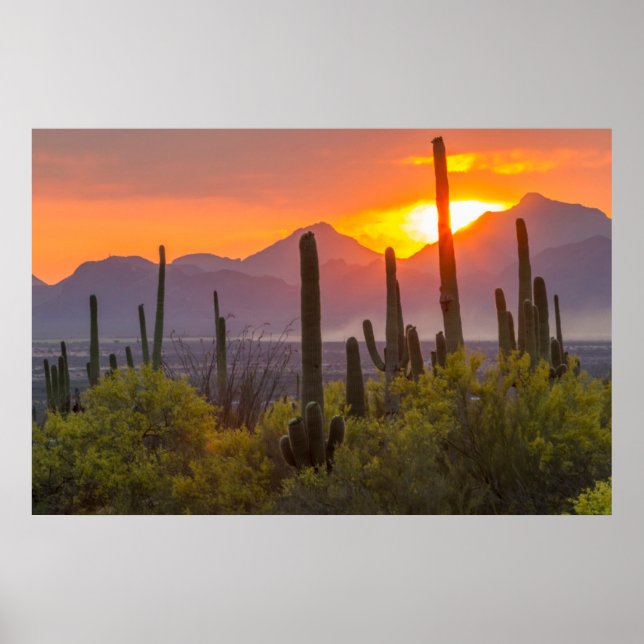 Affiche Cactus du désert au coucher du soleil, Arizona (Devant)