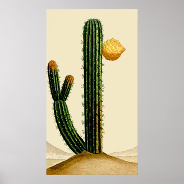 Affiche Cactus Du Désert En Fleur (Devant)