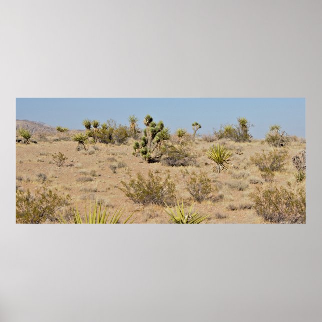 Affiche Cactus du désert et Plantes (Devant)
