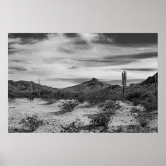 Affiche Cactus en sable blanc