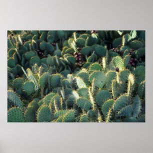 Affiche Cactus épineux