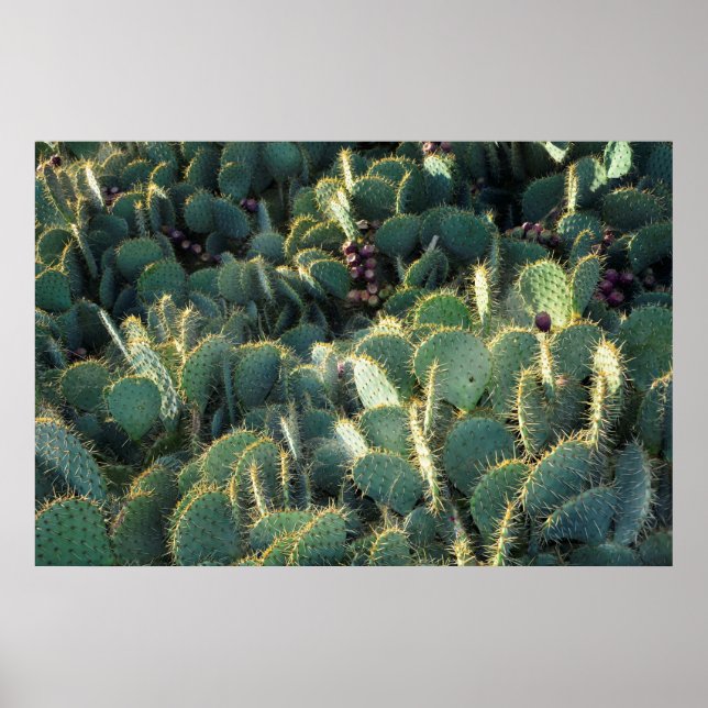 Affiche Cactus épineux (Devant)