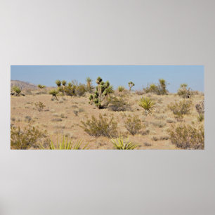 Affiche Cactus et plantes de désert