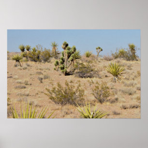 Affiche Cactus et plantes du désert