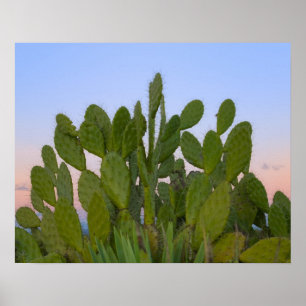 Affiche Cactus et sisal en forêt sèche