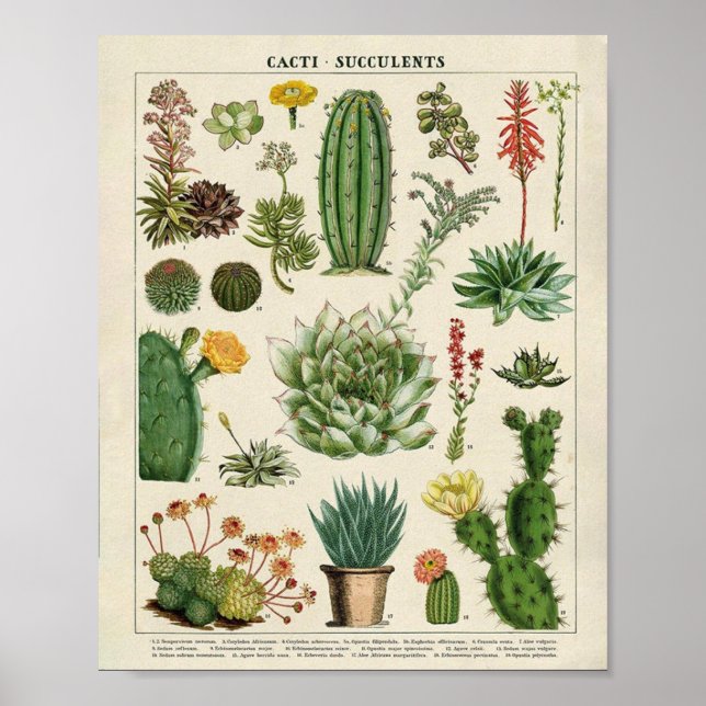 Affiche Cactus et succulents (Devant)