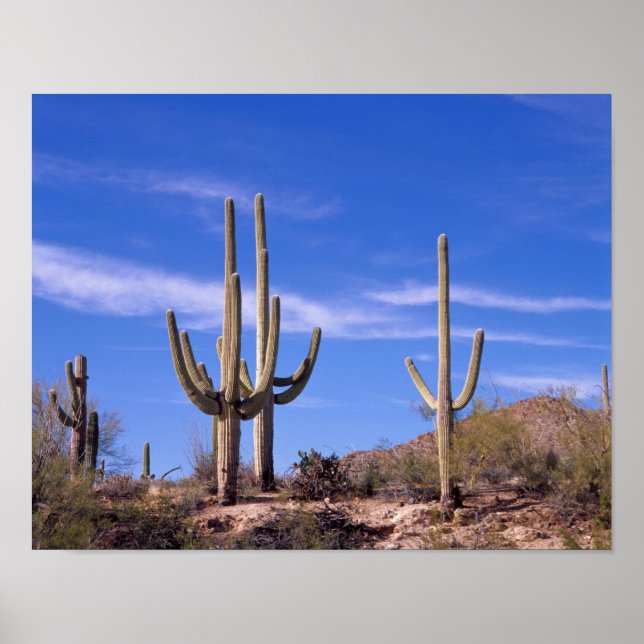 Affiche Cactus géant multiarmé Saguaro, Saguaro (Devant)