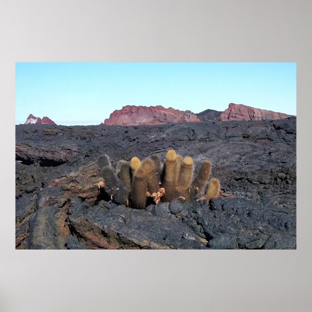 Affiche Cactus Lava (Devant)