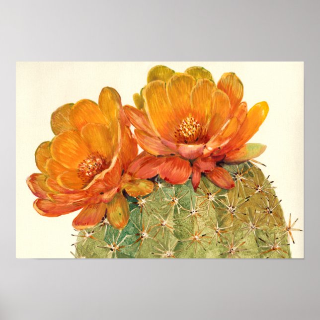 Affiche Cactus Orange Blossoms (Devant)