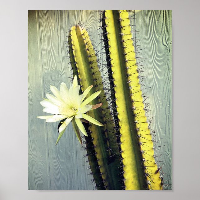 Affiche Cactus Plante avec Fleur Photographie Nature Art (Devant)