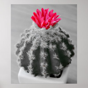 Affiche Cactus Plante noir blanc photo avec Fleur rose