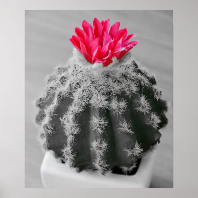 Affiche Cactus Plante noir blanc photo avec Fleur rose (Devant)