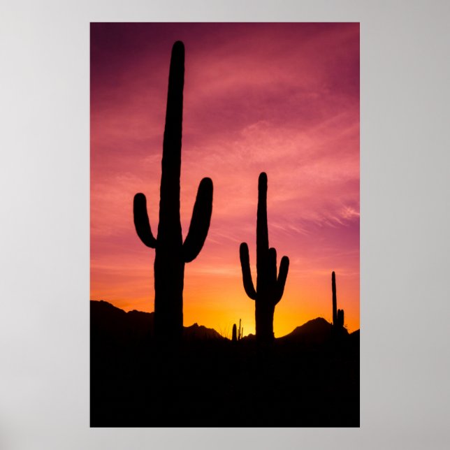 Affiche Cactus saguaro au lever du soleil, Arizona (Devant)