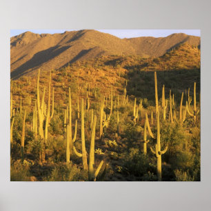 Affiche Cactus saguaro dans le parc national de Saguaro pr