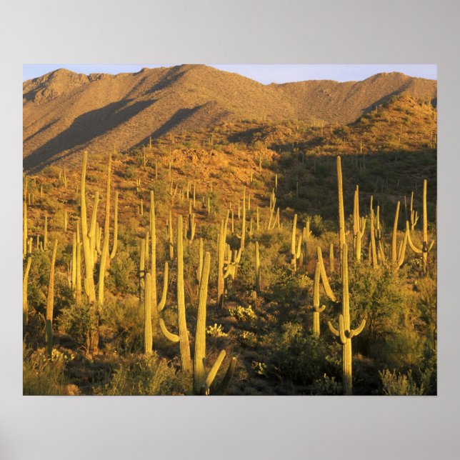 Affiche Cactus saguaro dans le parc national de Saguaro pr (Devant)