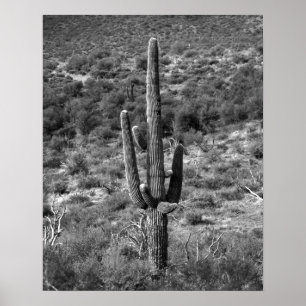 Affiche Cactus Saguaro noir et blanc dans Sagebrush 16x20