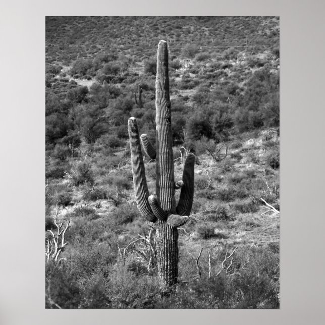 Affiche Cactus Saguaro noir et blanc dans Sagebrush 16x20 (Devant)