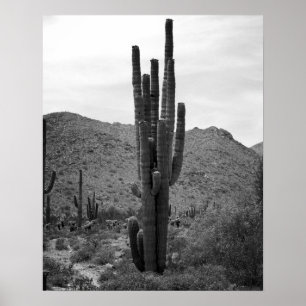 Affiche Cactus Saguaro noir et blanc en Arizona 16x20