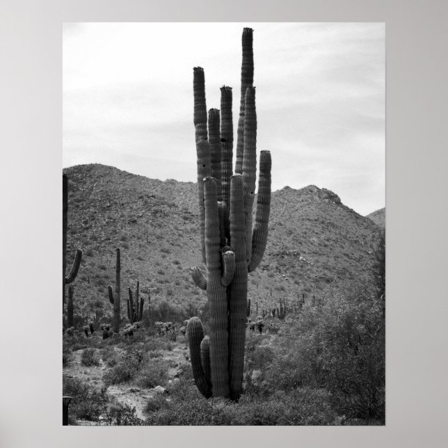 Affiche Cactus Saguaro noir et blanc en Arizona 16x20 (Devant)