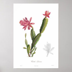 Affiche Cactus speciosus