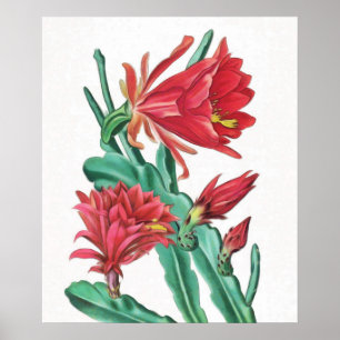 Affiche Cactus vert rouge en fleurs