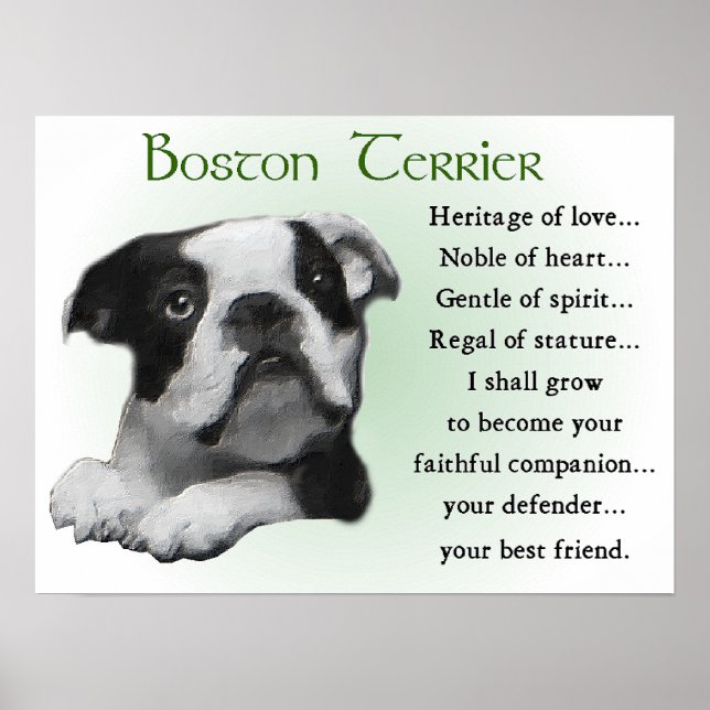 Affiche Cadeaux Boston Terrier (Devant)