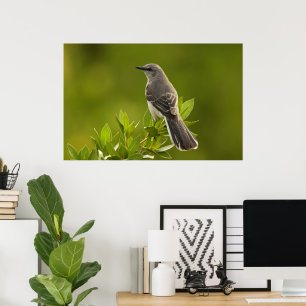 Affiche Cadeaux d'amants d'oiseau de moqueur