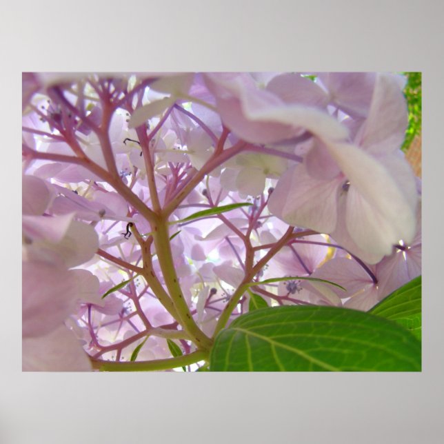 Affiche Cadeaux d'art Toucher de Guérison Fleurs d'Hydrang (Devant)