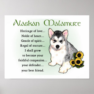 Affiche Cadeaux de Malamute d'Alaska