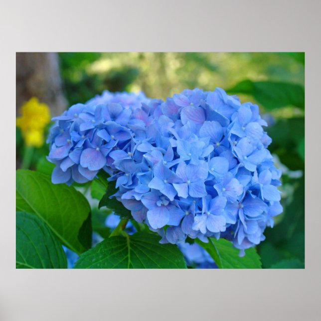 Affiche Cadeaux d'impression d'art Jardin floral d'hortens (Devant)