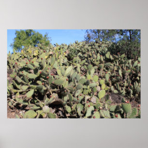 Affiche Cadeaux Prickly Pear