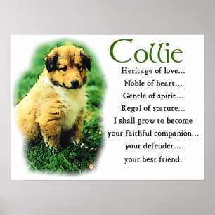 Affiche Cadeaux Sable Collie