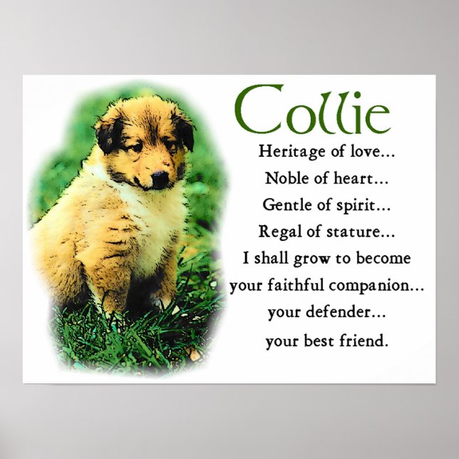 Affiche Cadeaux Sable Collie (Devant)
