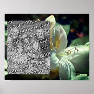 Affiche Cadre Fleur Azalea Blanc Ajouter Votre Photo