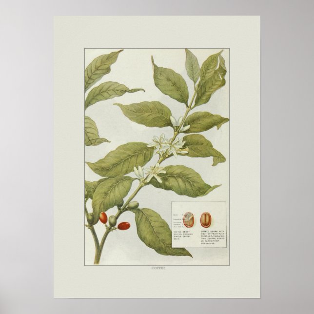 Affiche Café (Devant)