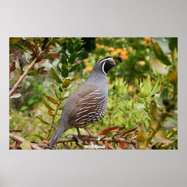 Affiche Caille sauvage (Devant)