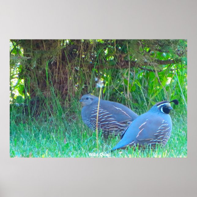 Affiche Caille sauvage (Devant)