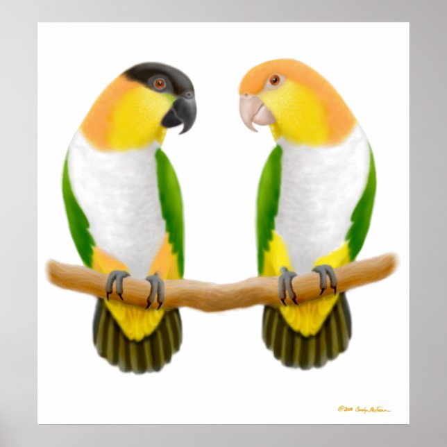 Affiche Caique Parrot Love, Caique Parrot Love, Caique ... (Devant)