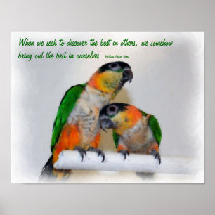 Affiche Caique Parrots Inspiration Citation