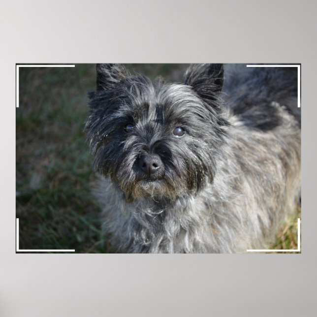 Affiche Cairn Terrier Face (Devant)