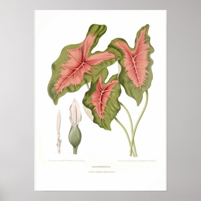 Affiche Caladium bicolor (Devant)